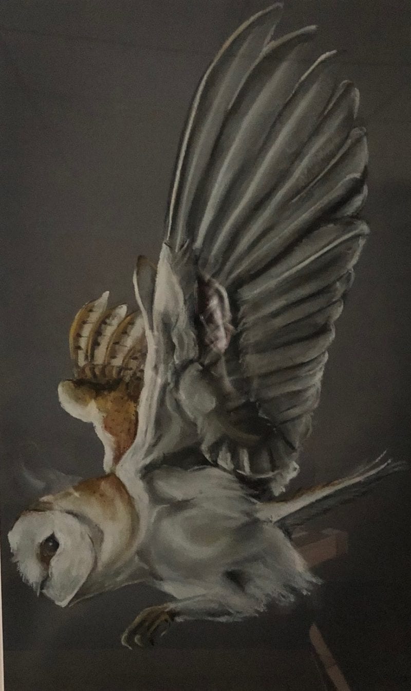 bella art barn owl framed art limited edition