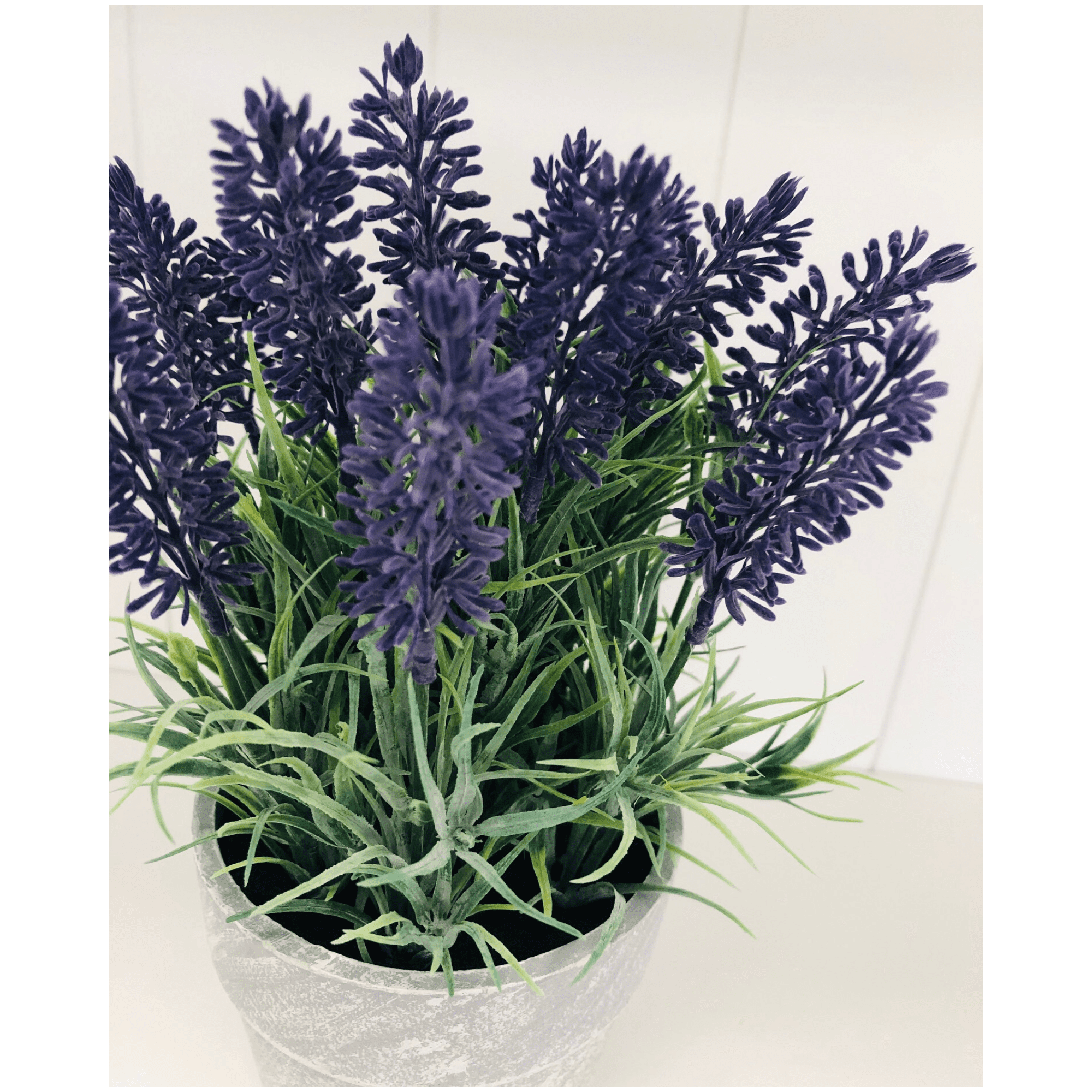Pot For Lavender