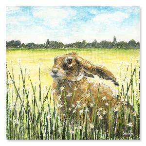 Daisy Hare in a field of wheat with tiny daisyies infront of the hare looking into the distance