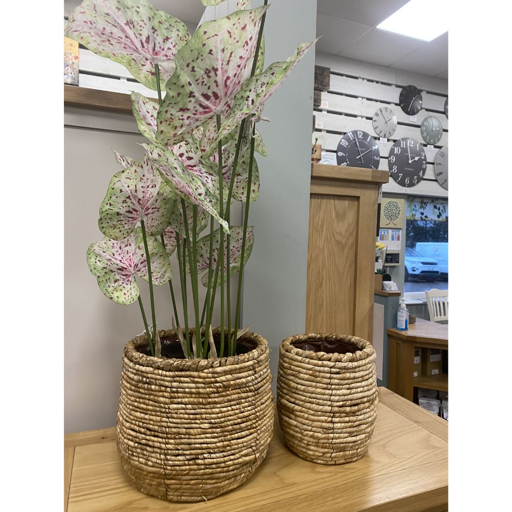 Natural Maize Planter Baskets set of 2 room shot, showing with faux plant(not included) Edmunds & Clarke Furniture